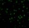TNF Receptor Superfamily Member 14 antibody, 3773, ProSci Inc, Immunofluorescence image 