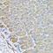 VPS37A Subunit Of ESCRT-I antibody, A08314, Boster Biological Technology, Immunohistochemistry frozen image 