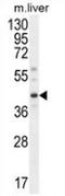 DnaJ Heat Shock Protein Family (Hsp40) Member C11 antibody, AP51290PU-N, Origene, Western Blot image 