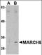 41341 antibody, orb89215, Biorbyt, Western Blot image 