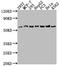 APC Down-Regulated 1 antibody, CSB-PA814246LA01HU, Cusabio, Western Blot image 
