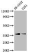 BarH Like Homeobox 1 antibody, LS-C680202, Lifespan Biosciences, Western Blot image 