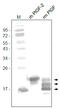 Placenta growth factor antibody, DP3502S, Origene, Western Blot image 