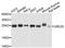 Ubiquitin-conjugating enzyme E2 S antibody, A03045, Boster Biological Technology, Western Blot image 