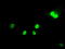 HsMAD2 antibody, TA500617, Origene, Immunofluorescence image 