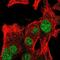 RNA 3'-Terminal Phosphate Cyclase antibody, NBP2-58714, Novus Biologicals, Immunofluorescence image 