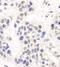 Protein artemis antibody, A300-234A, Bethyl Labs, Immunohistochemistry frozen image 