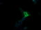 Protein Mdm4 antibody, LS-C787816, Lifespan Biosciences, Immunofluorescence image 
