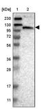 MORC Family CW-Type Zinc Finger 4 antibody, PA5-53320, Invitrogen Antibodies, Western Blot image 