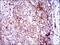 HGFIN antibody, NBP2-37351, Novus Biologicals, Immunohistochemistry frozen image 