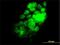 RNA Binding Fox-1 Homolog 2 antibody, H00023543-M02, Novus Biologicals, Immunofluorescence image 