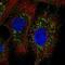 NLR Family Member X1 antibody, HPA061516, Atlas Antibodies, Immunofluorescence image 