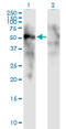Forkhead box protein D1 antibody, LS-C197230, Lifespan Biosciences, Western Blot image 