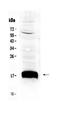 Lymphocyte antigen 6A-2/6E-1 antibody, PA5-79615, Invitrogen Antibodies, Western Blot image 