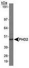Egl-9 Family Hypoxia Inducible Factor 1 antibody, TA309635, Origene, Western Blot image 