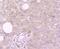 Reelin antibody, NBP2-67103, Novus Biologicals, Immunohistochemistry paraffin image 