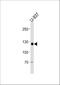 Shugoshin-like 2 antibody, A30763-1, Boster Biological Technology, Western Blot image 