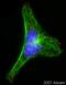 Microtubule Associated Protein RP/EB Family Member 1 antibody, ab53358, Abcam, Immunocytochemistry image 