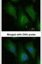 Dopamine Beta-Hydroxylase antibody, PA5-34664, Invitrogen Antibodies, Immunofluorescence image 