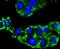 Caspase 9 antibody, NBP2-67362, Novus Biologicals, Immunofluorescence image 