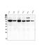 Calpain 2 antibody, M03492, Boster Biological Technology, Western Blot image 