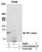 Hypoxia-inducible factor 1-alpha antibody, A500-016A, Bethyl Labs, Immunoprecipitation image 