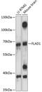 Flavin Adenine Dinucleotide Synthetase 1 antibody, A09538, Boster Biological Technology, Western Blot image 