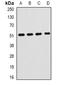 Hemopexin antibody, abx141489, Abbexa, Western Blot image 