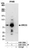 TFIIH basal transcription factor complex helicase XPB subunit antibody, A301-337A, Bethyl Labs, Immunoprecipitation image 