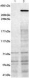 Neurobeachin antibody, NB100-55385, Novus Biologicals, Western Blot image 