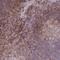 Coronin 7 antibody, HPA053586, Atlas Antibodies, Immunohistochemistry frozen image 