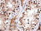 Forkhead Box I1 antibody, MBS420822, MyBioSource, Immunohistochemistry paraffin image 