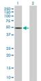 Zinc Finger Protein 718 antibody, H00255403-B01P, Novus Biologicals, Western Blot image 