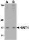 Histidine triad nucleotide-binding protein 1 antibody, TA306652, Origene, Western Blot image 