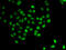 Programmed Cell Death 5 antibody, 22-844, ProSci, Immunofluorescence image 