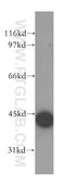 Calcium/Calmodulin Dependent Protein Kinase ID antibody, 13613-1-AP, Proteintech Group, Western Blot image 