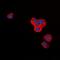 Lysine Demethylase 7A antibody, orb78198, Biorbyt, Immunofluorescence image 