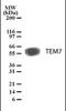 Plexin Domain Containing 1 antibody, orb88360, Biorbyt, Western Blot image 
