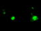 Replication Protein A2 antibody, LS-C114844, Lifespan Biosciences, Immunofluorescence image 