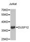 Dual Specificity Phosphatase 12 antibody, STJ23442, St John