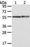 X-Linked Kx Blood Group antibody, TA351960, Origene, Western Blot image 