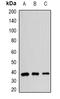 Poly(RC) Binding Protein 2 antibody, orb381940, Biorbyt, Western Blot image 