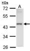 Homeobox-containing protein 1 antibody, NBP1-31316, Novus Biologicals, Western Blot image 