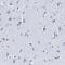 Leucine Rich Repeat Containing 8 VRAC Subunit E antibody, PA5-54218, Invitrogen Antibodies, Immunohistochemistry frozen image 