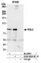 Ral Guanine Nucleotide Dissociation Stimulator Like 2 antibody, A305-592A-M, Bethyl Labs, Immunoprecipitation image 