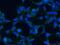 ALG5 Dolichyl-Phosphate Beta-Glucosyltransferase antibody, 16046-1-AP, Proteintech Group, Immunofluorescence image 