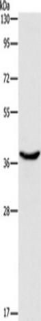 HDJ1 antibody, TA349546, Origene, Western Blot image 