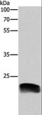 Adrenomedullin antibody, LS-C402969, Lifespan Biosciences, Western Blot image 
