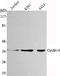 Cyclin-H antibody, M03013-2, Boster Biological Technology, Western Blot image 