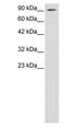 Adipocyte enhancer-binding protein 1 antibody, PA1-24440, Invitrogen Antibodies, Western Blot image 